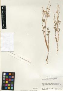 Herbarium Sheet of 